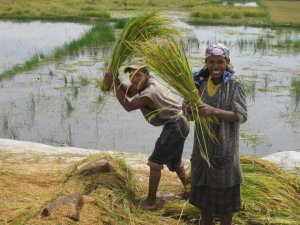 These rice harvesters outside Antananarivo model good teamwork.