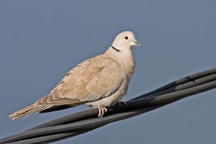 640px-Collared_Dove