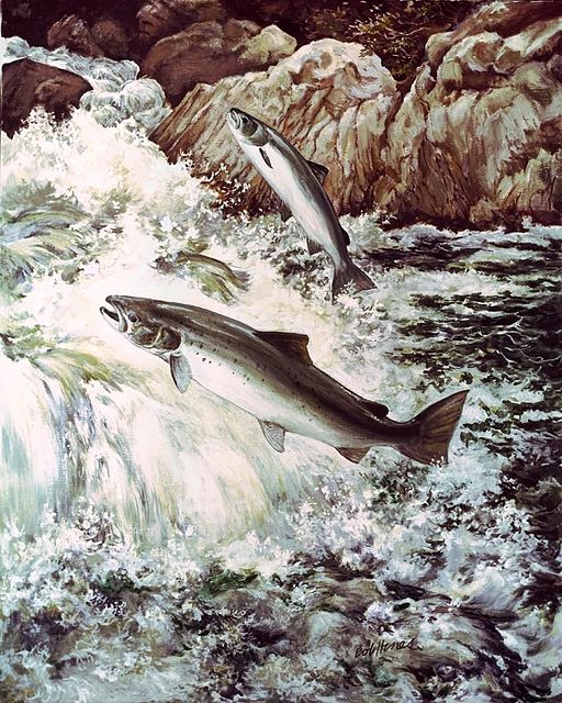 512px-Salmon_fish_swimming_upstream